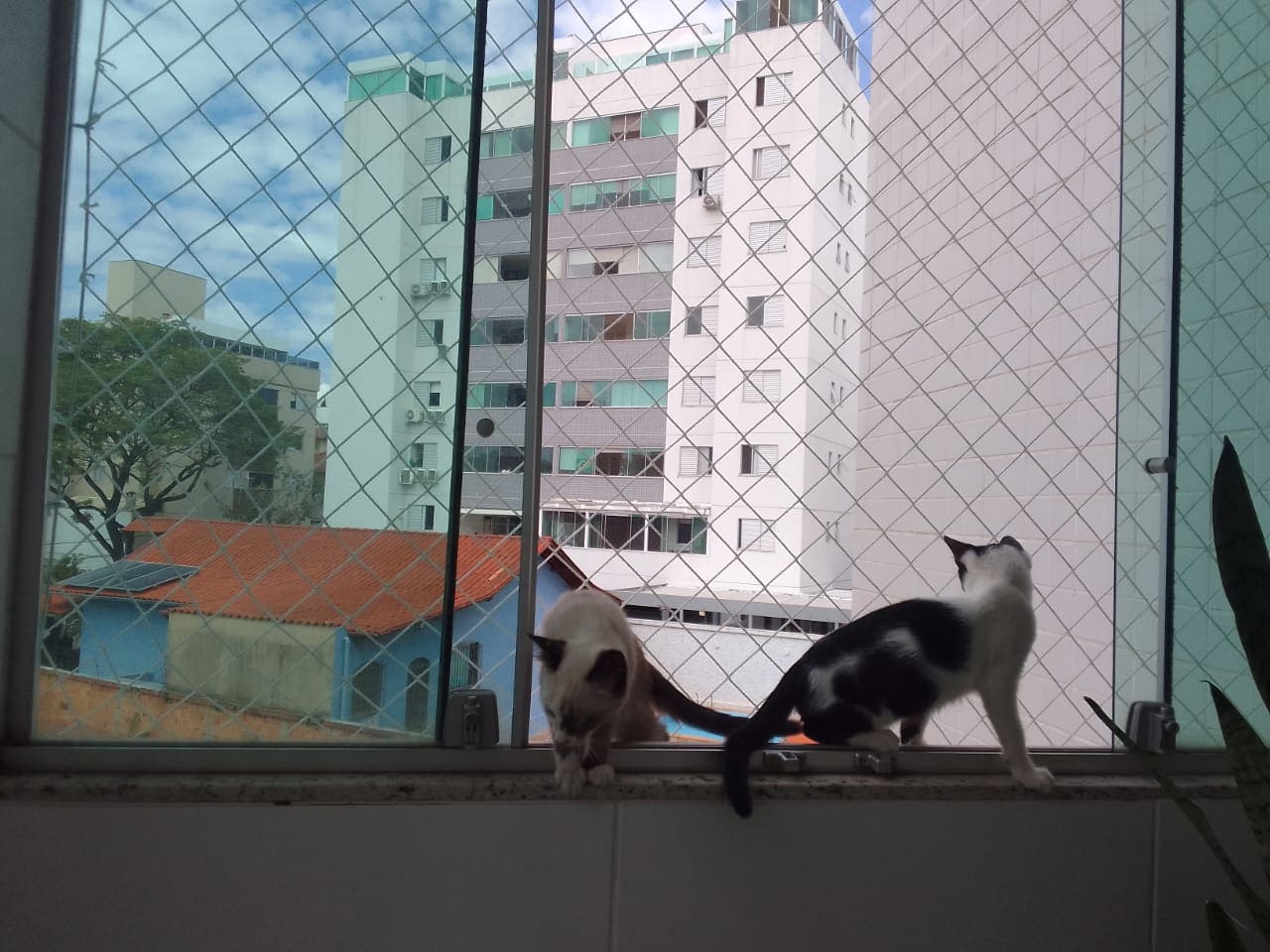 Redes e Telas de Proteção em Belo Horizonte MG 